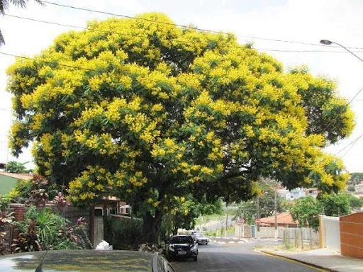 Cây Giáng Hương: Lựa Chọn Cây Gỗ Quý Tăng Thẩm Mỹ Cho Vỉa Hè