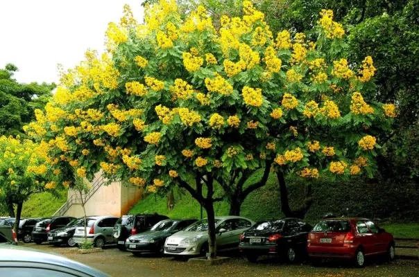 Cây Giáng Hương trồng cảnh quan