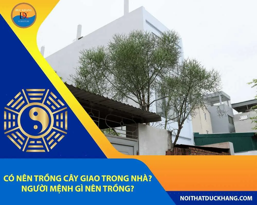 Cây giao được đặt trong chậu trang trí nội thất, thể hiện ý nghĩa phong thủy và sức khỏe