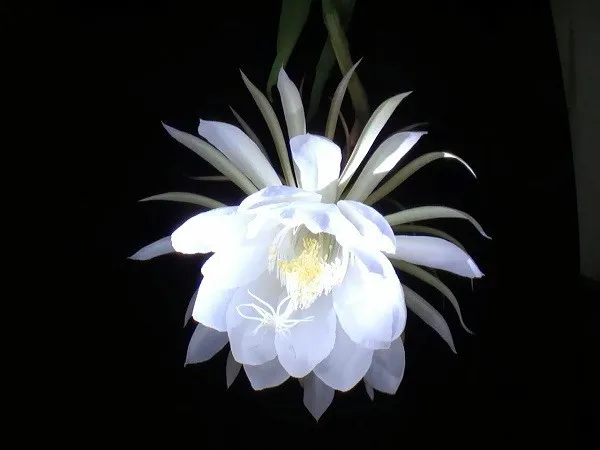 Cây giao với thân tròn màu xanh tươi và những nụ quỳnh đang hé mở, một hình ảnh minh họa cách trồng cây giao kết hợp với quỳnh giao