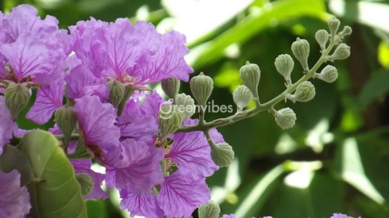 Cây giống bằng lăng tím thái chất lượng cao là nền tảng cho một cây trưởng thành khỏe mạnh và ra hoa đẹp