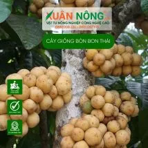 Cây giống bòn bon thái 