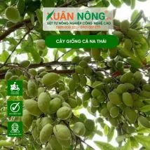 Cây giống cà na thái 