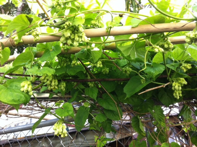 Cách Trồng Cây Bông Thiên Lý Chi Tiết Và Kỹ Thuật Chăm Sóc Đạt Năng Suất Cao