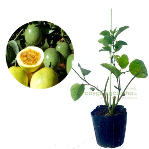 Cách Trồng Cây Chanh Dây Vàng Năng Suất Cao Từ A Đến Z