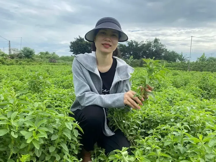 Cây giống cỏ ngọt phát triển mạnh mẽ