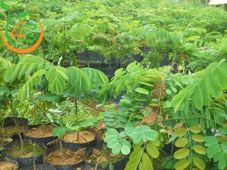 Cây giống được ươm trồng trong bầu đất, sẵn sàng cho việc trồng thương mại