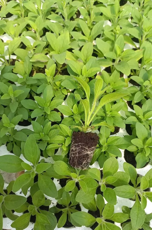 Cây giống hoa dạ yến thảo cần được chăm sóc đặc biệt trong giai đoạn đầu để phát triển rễ và thân khỏe mạnh