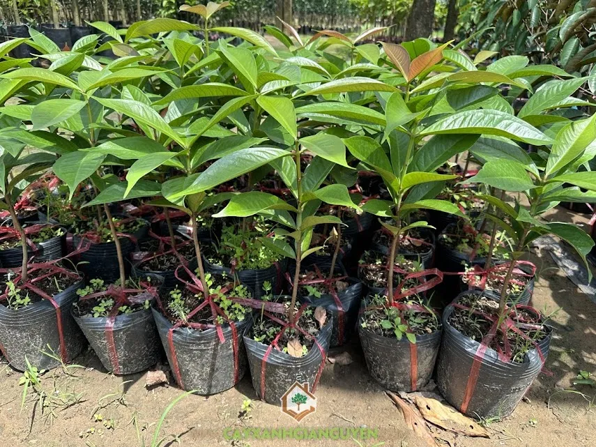 Cây giống mận điều đỏ khỏe mạnh, chuẩn bị trồng trong vườn, tối ưu hóa cách trồng cây mận đỏ