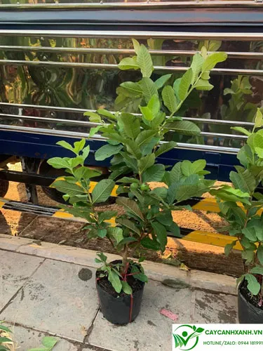 Cây giống ổi Đài Loan choai đã được chiết cành, chuẩn bị trồng