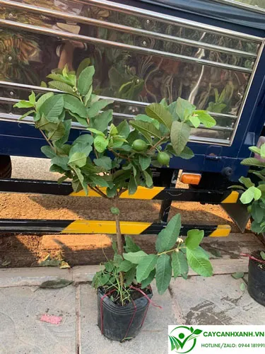 Cây giống ổi Đài Loan đang ra quả bói, sẵn sàng cho vụ thu hoạch