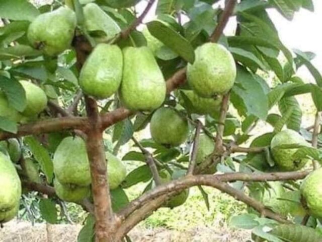 Cách Chăm Sóc Cây Ổi Lê Giòn Ngọt Đạt Chuẩn Năng Suất Cao