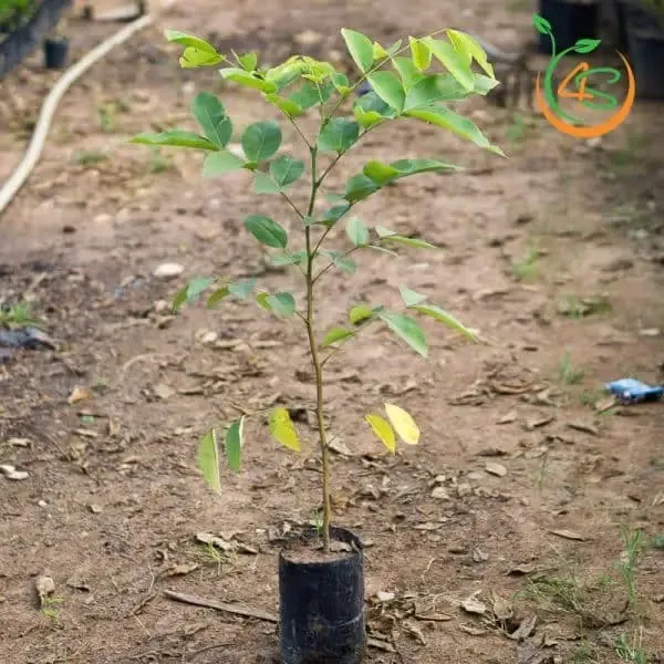 Cây giống Osaka hoa vàng