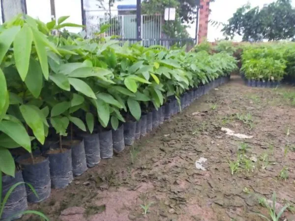 Cây giống Osaka Vàng