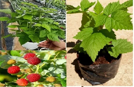 Cây giống phúc bồn tử chất lượng cao chuẩn bị gieo trồng