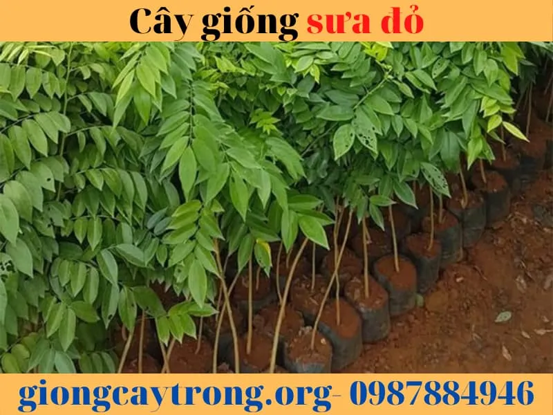 Cây giống sưa đỏ khỏe mạnh đạt tiêu chuẩn chiều cao và số lá để trồng