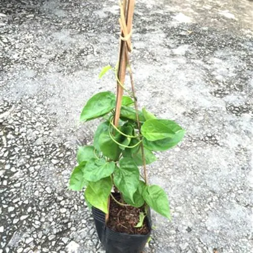 Cây giống thiên lý đang phát triển mầm và rễ