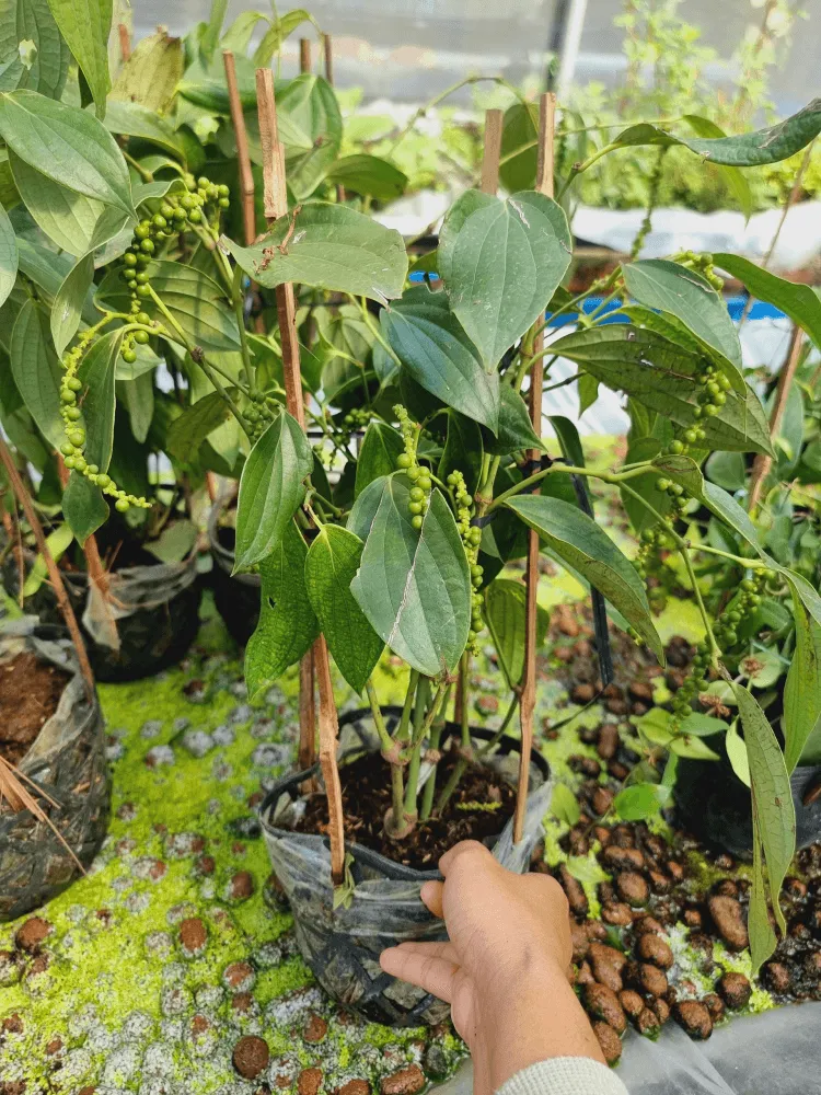 Cây Giống Tiêu Xanh Khỏe Mạnh
