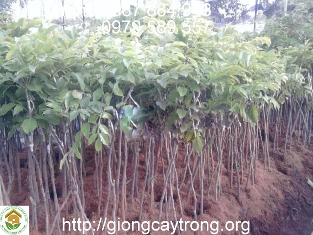 Cây giống Trám Đen đạt tiêu chuẩn trồng