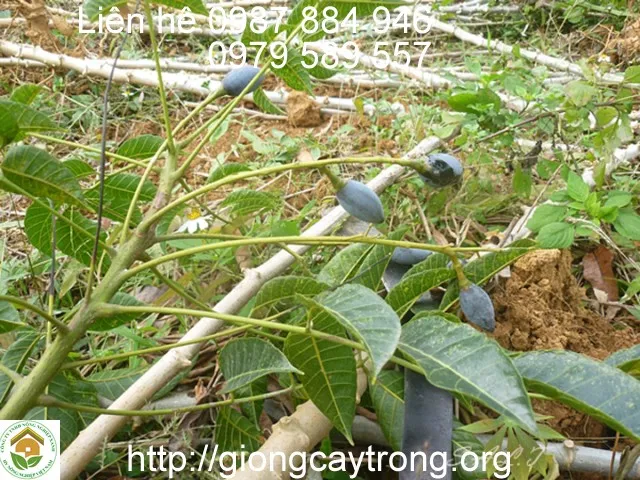 Cây giống Trám Đen với mắt ghép khỏe mạnh