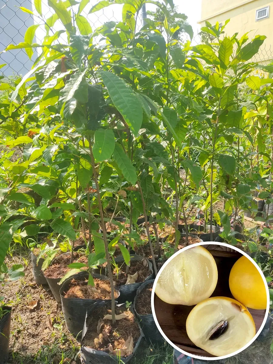 Cây giống vú sữa hoàng kim đã ghép cành, sẵn sàng cho việc trồng thương phẩm