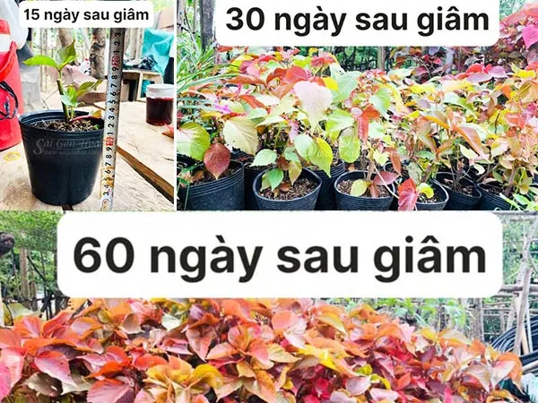 Cây gòn bắt đầu phát triển khỏe mạnh sau giai đoạn ương giống.