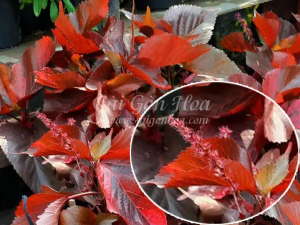 Cây Gòn cần được chăm sóc kỹ lưỡng từ giai đoạn cây con để phát triển thành cây lớn.