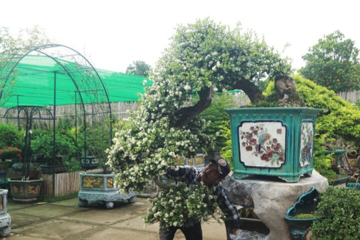 Cách Chăm Sóc Cây Hải Châu Bonsai Toàn Diện Từ A Đến Z