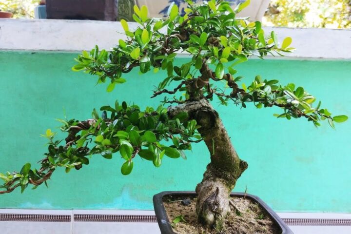 Cách Trồng Cây Hải Châu Bonsai Toàn Diện Từ A Đến Z Cho Người Mới