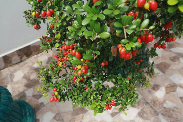 Cách Chăm Sóc Cây Hòn Ngọc Viễn Đông Giúp Cây Ra Hoa Bền Đẹp