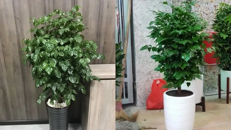 Cây hạnh phúc để bàn trong chậu trắng với kỹ thuật trồng cây hạnh phúc được áp dụng