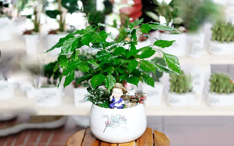 Cây hạnh phúc mang ý nghĩa về niềm tin, hy vọng và sự gắn kết