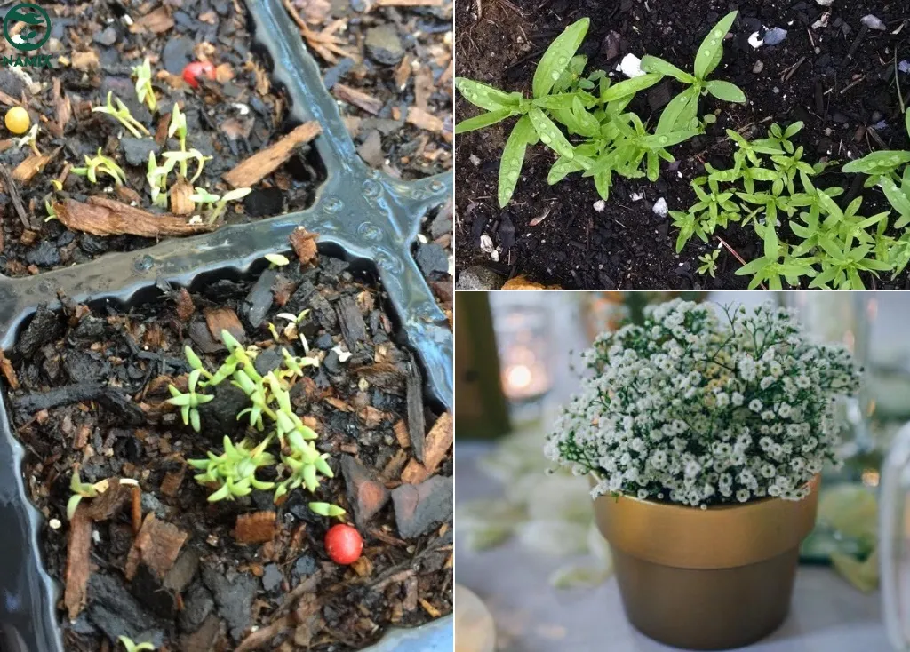 Cây hoa baby non đang được trồng cẩn thận trong chậu đất tại vườn nhà