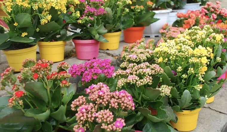 Cây hoa bỏng có khả năng lọc bụi và giảm ô nhiễm không khí.