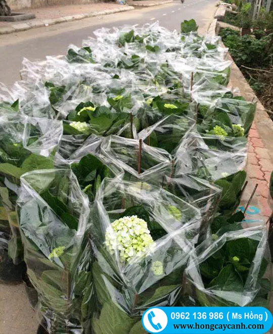 Cây hoa cẩm tú cầu giống