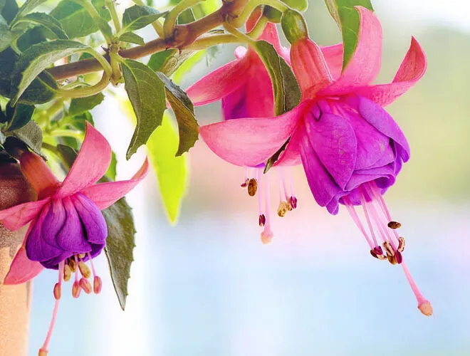 Cây Hoa Chuông Gió được trồng trong chậu với lá đang di chuyển