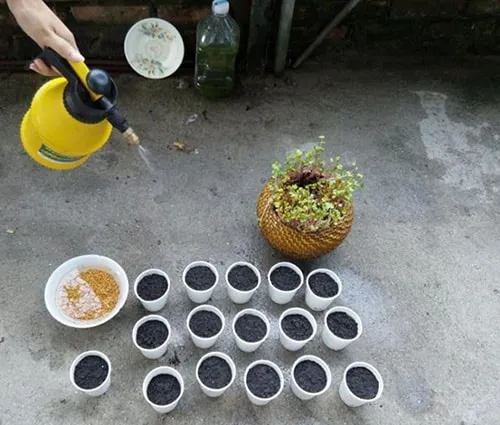 Cây hoa cúc đang phát triển mạnh mẽ thân và lá sau khi được sang chậu