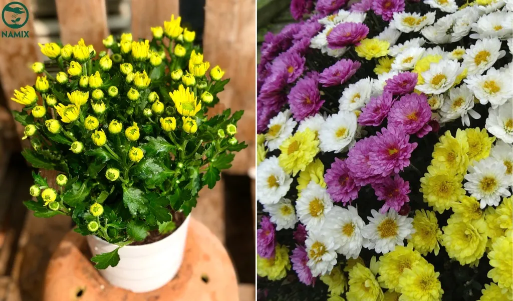 Cây hoa cúc khỏe mạnh đang phát triển trong chậu