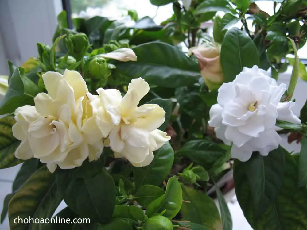 Cây hoa dành dành đang nở rộ với những bông hoa trắng tinh khiết toát lên hương thơm đặc trưng