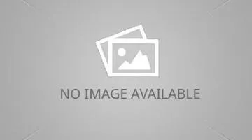 Cây hoa dẻ tán rộng trồng trước nhà mang lại bóng mát và hương thơm dịu nhẹ