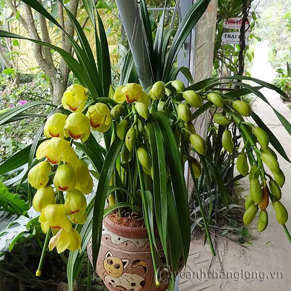 Cây hoa địa lan vàng với lá xanh tươi và bộ rễ khỏe mạnh