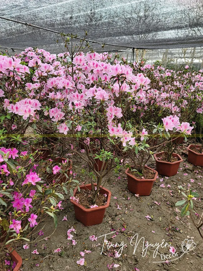 Cây hoa đỗ quyên ta với những bông hoa màu hồng nở rộ trong chậu cảnh