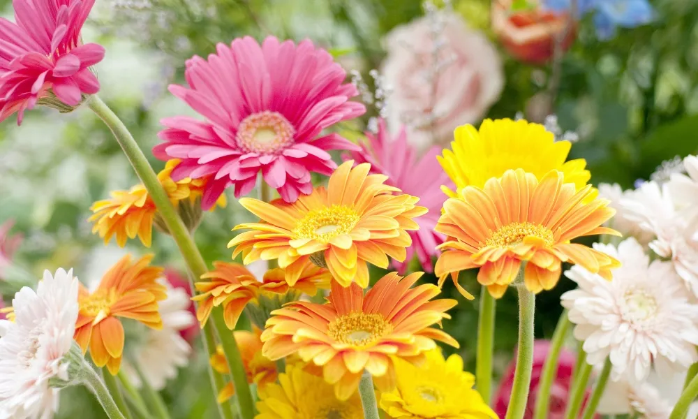 Cây hoa đồng tiền cần được cung cấp đủ ánh sáng mặt trời để quang hợp và phát triển tốt