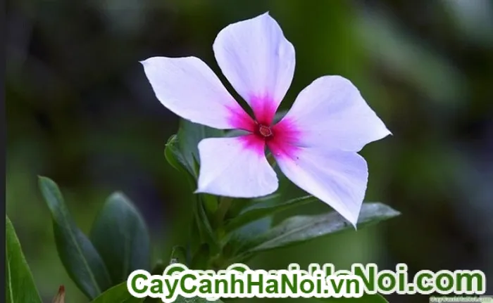 Cây hoa dừa cạn rủ trồng trong giỏ treo, minh họa cách trồng hoa ban công đẹp