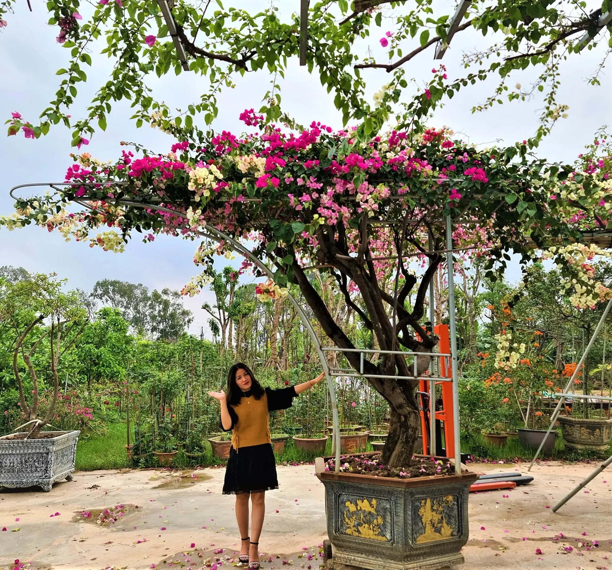 Cây hoa giấy bonsai dáng thế độc đáo với thân và cành được cắt tỉa gọn gàng