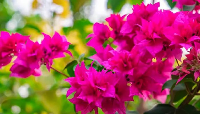 Cây hoa giấy cần được trồng trong chậu và đảm bảo đủ điều kiện ánh sáng để dễ dàng ra hoa đúng dịp Tết