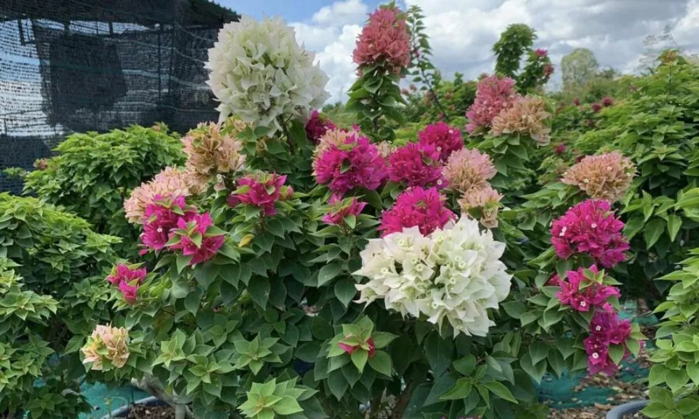 Cây hoa giấy Cao Bồi