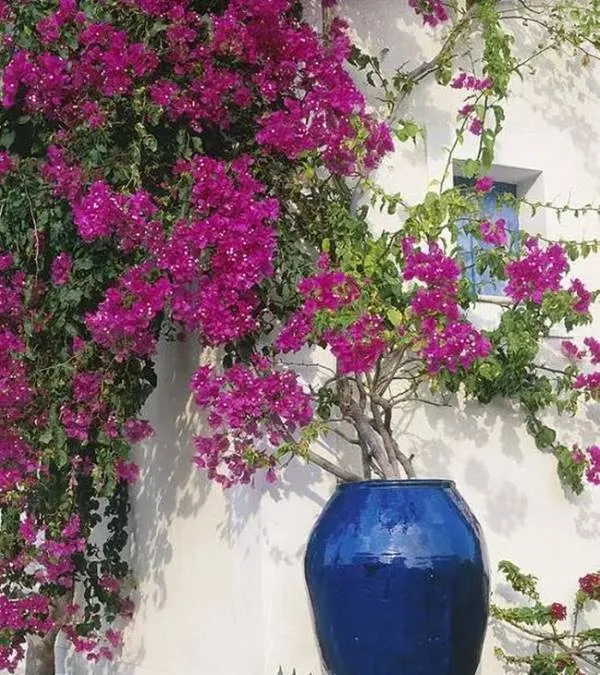 Cây hoa giấy đang nở rộ trong chậu, minh họa cho cách trồng và chăm sóc hoa giấy trong chậu hiệu quả