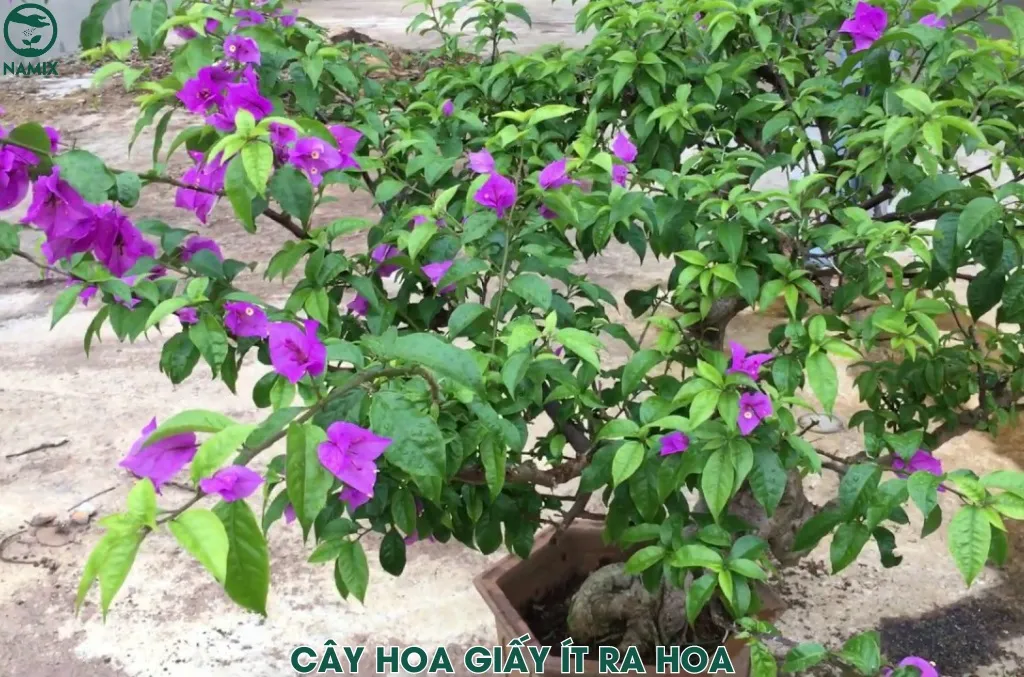 Cây hoa giấy đang ra hoa nhưng số lượng ít, cần điều chỉnh chế độ dinh dưỡng và nước tưới