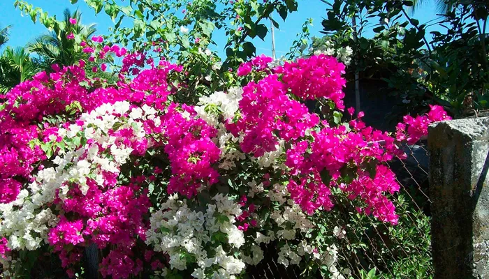 Cây hoa giấy nhiều màu sắc rực rỡ, được chăm sóc kỹ lưỡng để nở hoa đúng dịp Tết